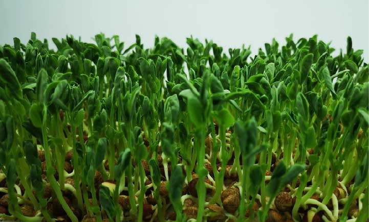 Microgreens’ Nutrient and Health Benefits